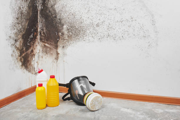 Attic Mold Removal in Paramus, NJ
