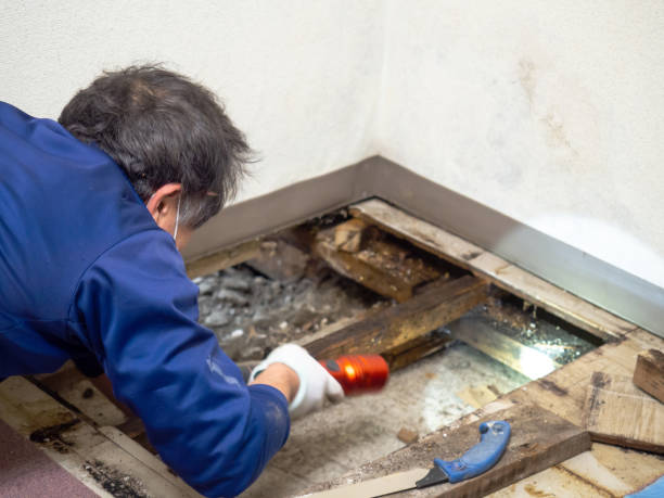 Best Affordable Mold Removal  in Paramus, NJ