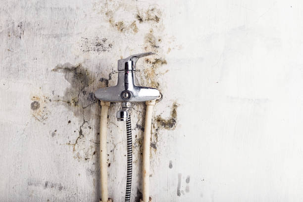 Best Same-Day Mold Removal  in Paramus, NJ