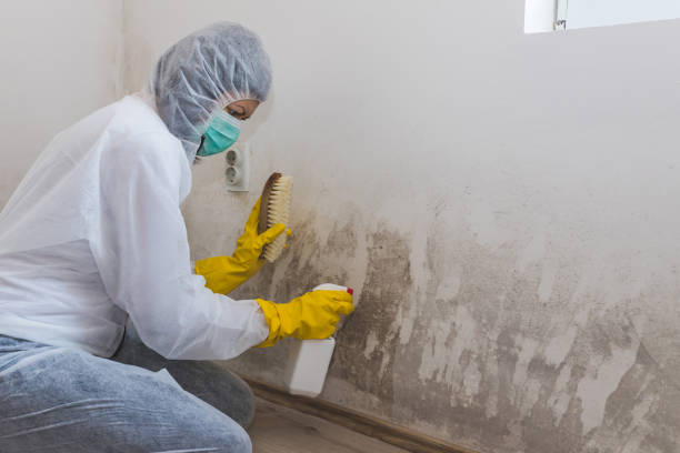 Best Home Mold Removal  in Paramus, NJ