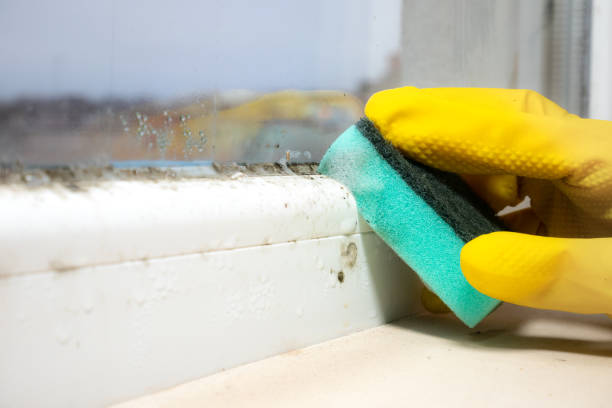 Office Mold Removal Services in Paramus, NJ