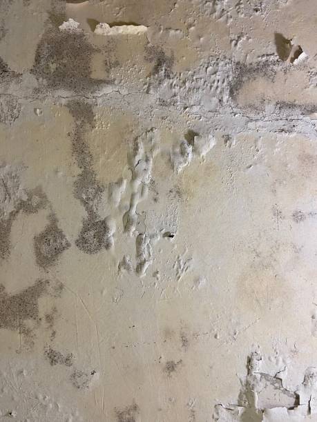 Certified Mold Removal in Paramus, NJ