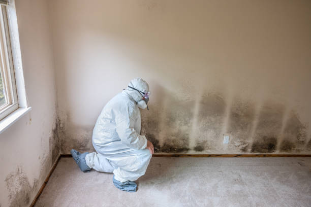 Best Commercial Mold Removal  in Paramus, NJ