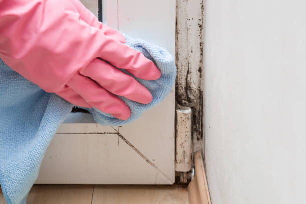 Best Best Mold Removal Companies  in Paramus, NJ