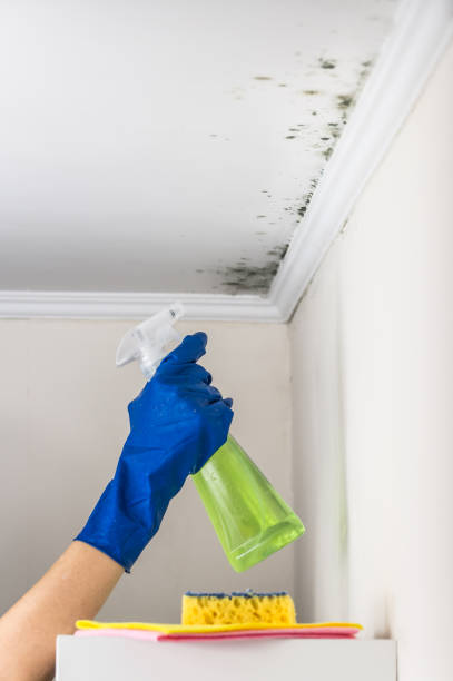 Home Mold Removal in Paramus, NJ